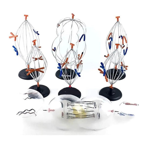 Hands On Biology Cell Model Set For Animal And Plant Mitosis And Meiosis Nine Part Anatomy Lab Kit showing cell stages