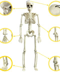 Image of 16 Inch Posable Halloween Skeleton With Movable Joints Full Body Prop For Haunted Houses Indoor Decor and Art Projects