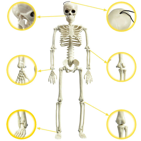Image of 16 Inch Posable Halloween Skeleton With Movable Joints Full Body Prop For Haunted Houses Indoor Decor and Art Projects