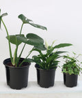 4 Inch Plastic Nursery Pots 100 Pack With Drainage Holes For Seedlings, Cuttings, And Transplants holding green plants
