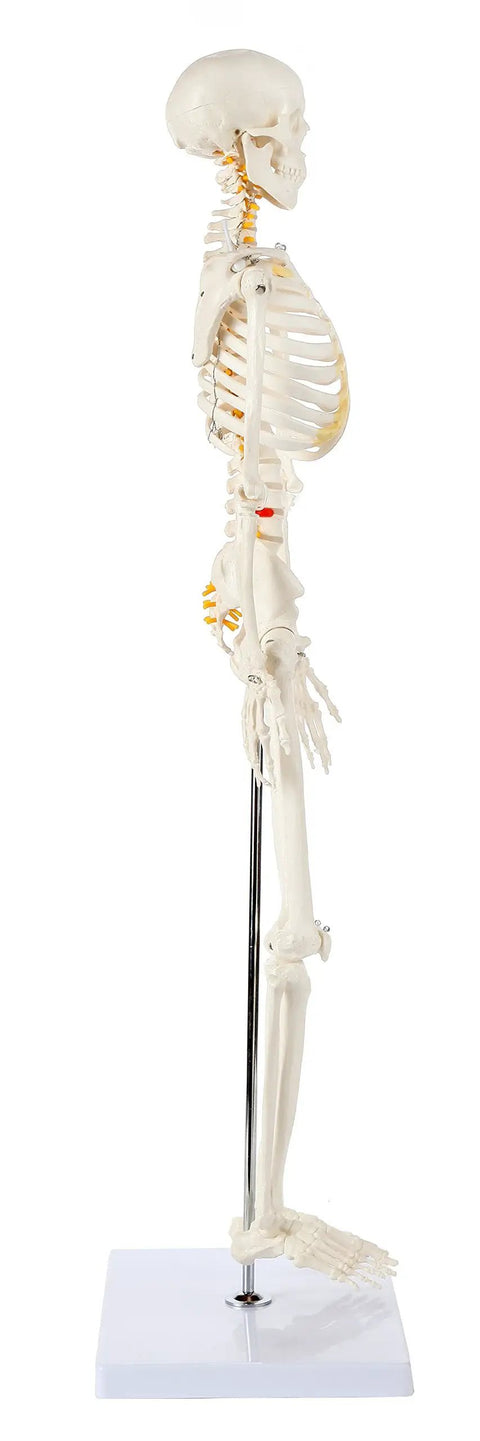 Side view of Mini Human Skeleton Model With Metal Stand, 31 Inch Tall, Fully Articulated Joints, Removable Arms And Legs.
