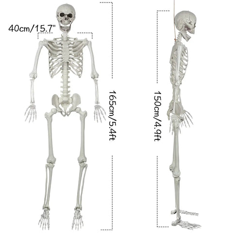 Totally Realistic Halloween Posable Skeleton With Movable Joints Life Size 165 Cm Tall Durable Plastic Bones Front Side View
