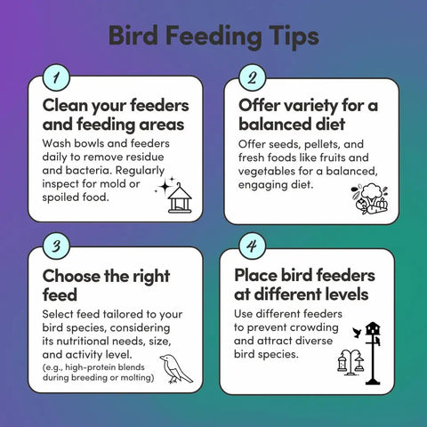 Infographic with bird feeding tips, including cleaning feeders, offering varied diet, choosing right feed, and placing feeders at levels.