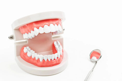 Durable Stainless Steel Dental Mirror For Gums Cavities And Tongue Inspection Handheld Dentist Tool With Clear Visibility From Every Angle And Easy Maintenance For Daily Use By Dental Assistants next to dental model