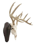 Wall-mounted deer skull on Euro Style Skull Display Kit in Rustic Pine for Wall or Table Mounts, angled side view.