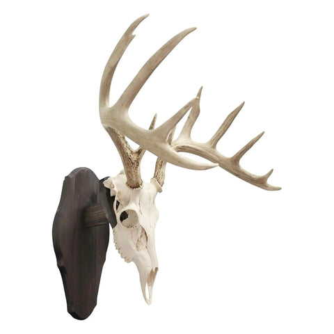 Wall-mounted deer skull on Euro Style Skull Display Kit in Rustic Pine for Wall or Table Mounts, angled side view.