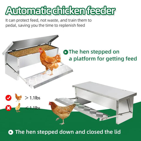 Automatic Treadle Chicken Feeder For Smart Backyard Flocks 11 Pound Capacity Rodent Block Poultry Feeding Trough with hen accessing grain.
