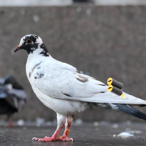 Close-up of a pigeon with Two Pack Pigeon Training Whistles for Birds, Adjustable Frequency, Lightweight Pro Bird Training Tools.