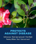 Red rose with black spots illustrating the effectiveness of 3 In 1 Insecticide Fungicide Miticide For Outdoor Plants Ready To Spray