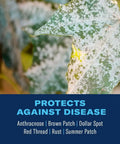 Fungus Control For Lawns Ready To Spray 32 Oz Lawn Fungicide Protects Up To 5,000 Sq Ft From Diseases, No Fuss Easy Spray, leaf with fungi
