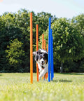 Dog weaving through poles in All In One Dog Agility Training Equipment Set For Small Medium And Large Dogs Obstacle Course Kit