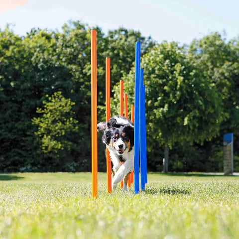 Dog weaving through poles in All In One Dog Agility Training Equipment Set For Small Medium And Large Dogs Obstacle Course Kit