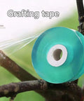 Roll of clear grafting tape on tree branch, part of Grafting Tool Kit For Garden Pruning And Budding Dope Replacement Blades Pro Grade Plant Branch Vine And Fruit Tree Cutting Tools Scissors For Citrus Apple Peach Persimmon And Other Fruit Or Flower Trees High Survival tool kit.