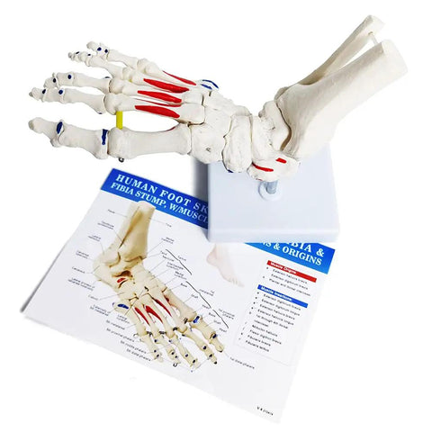 Dope Foot Skeleton Model With Elastic Bungee And Tibia-Fibula Stump Real Cast Foot on base with diagram for anatomy study