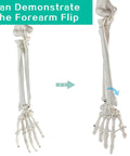 Life Size Upper Limb Skeleton Model With Movable Shoulder and Hand Joints, Clavicle and Scapula Included showing forearm flip action