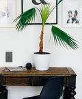 Room interior with Tamper-Resistant 15A Outlet In Magnesium Finish 12 Pack For Home Renovations, visible on wall beside desk.
