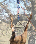Deer hoisted with Self Locking Block and Tackle Hoist System With 35 Ft Polypropylene Rope, 300 Lb Capacity