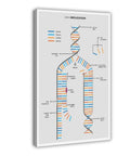 Dope City Map Canvas Wall Art Print Premium Quality Cityscape Scenery Landscape Decor For Living Room Kitchen Bathroom Office Modern Boho Framed Motivational Sign Travel Vibe Home Decor, displaying a DNA replication diagram.