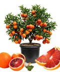 Blood Orange Tree 1-2 Feet Tall in 1 Gallon Pot, Upright Dwarf Citrus for Home Orchard, Produces Sweet Oranges, Easy Care, Rare Fruit, Container Friendly for Patio or Small Garden. potted tree with ripe oranges and sliced fruit