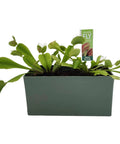 Grow Your Own Venus Fly Trap Indoor Terrarium Kit Mean Eating Carnivorous Plant Starter Set With Seeds Compressed Germination Disk