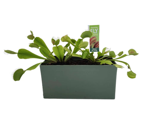 Grow Your Own Venus Fly Trap Indoor Terrarium Kit Mean Eating Carnivorous Plant Starter Set With Seeds Compressed Germination Disk