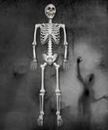 5.4Ft Life Size Halloween Skeleton With Movable Joints For Indoor Outdoor Setup Weather Resistant Full Body Prop in spooky scene
