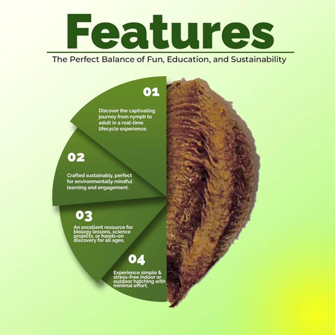 2-Pack Mantis Egg Case Hatch Kit For Indoor Or Outdoor Use Real Live Insects Easy 2-12 Week Hatch Fun Hands-On Science Activity For Kids And Garden Buffs Natural Garden Pest Control egg case