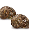 Super Cool Brown Turbo Shells For Hermit Crabs Two Pack 1.75 To 2 Inches shown from side, natural brown shells for marine decor.