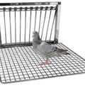 Stainless Steel Pigeon Trap With One Way Entry Gate And Lockable Mesh Door Dual Door Defense System For Loft Safety And Predator Protection