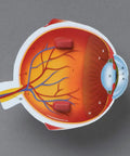 Soft Foam Eye Model For Kids labeled cross-section, showcasing inner parts for 3D Human Eye Anatomy Kit For Home School And Classroom use.