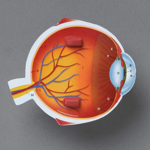 Soft Foam Eye Model For Kids labeled cross-section, showcasing inner parts for 3D Human Eye Anatomy Kit For Home School And Classroom use.
