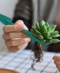 8 In 1 Hand Held Seed Spreader And Planter Tool With Fertilizer Dispenser Seed Hole Maker Seed Spacer And Adjustable Depth Control, being used to handle a small succulent.