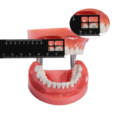 Pro Grade Dentist Precision Ruler For Endodontics, Black Stainless Steel Scale Tool, Compact Handheld Metric Ruler For Accurate Dental Measurements And Assessments. Black stainless steel dental precision ruler measuring a model jaw.
