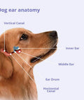 Dog ear anatomy diagram for Fragrance Free Antibacterial Antifungal Flush For Dogs Cats And Horses Ear And Skin Cleanser Non Stinging