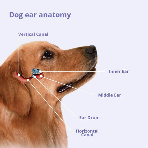 Dog ear anatomy diagram for Fragrance Free Antibacterial Antifungal Flush For Dogs Cats And Horses Ear And Skin Cleanser Non Stinging