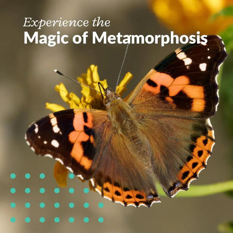 Live Painted Lady Butterfly Caterpillars Kit For Students Hands On STEM Learning With Caterpillars Food And Care Instructions Choose Your Quantity For Family Classroom Projects - Painted Lady butterfly on flower