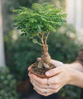 Person holding a Bonsai Starter Kit For Growing Jacaranda Tree With Seeds, Tools, And Planter, complete indoor bonsai kit