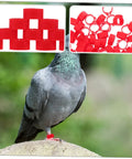 Pigeon with Pigeon Foot Ring Set 200 Pcs Plastic Leg Bands 10mm Clip Identification Rings for Poultry, red rings, close-up.