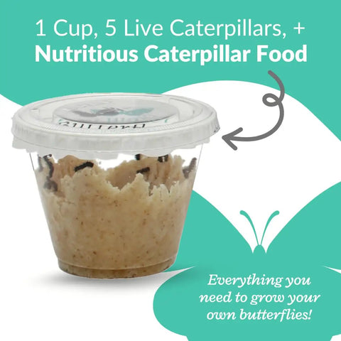 Watch Five Live Painted Lady Caterpillars Transform Into Butterflies With This Hands On Butterfly Garden Kit For Kids And Families, Includes Observation Timeline And Simple Care Tips, 1 cup caterpillar food cup with lid