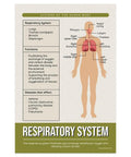 Eight Essential Human Body Systems Posters Set For Science Classrooms, A Must Have For K12 Teachers And Students, 12 x 18 Inch Posters, Made In USA. Image of a respiratory system poster with diagram and details.