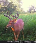 Deer captured on Outdoor Cellular Trail Camera With AT And T Connectivity 720p Video No Fuss QR Setup, wildlife monitoring scene.
