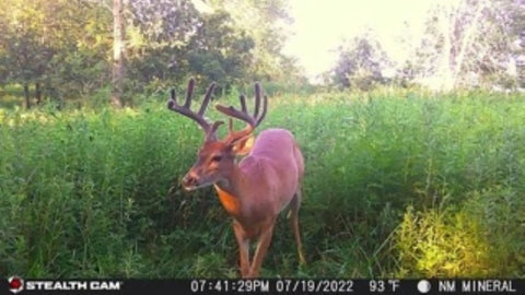 Deer captured on Outdoor Cellular Trail Camera With AT And T Connectivity 720p Video No Fuss QR Setup, wildlife monitoring scene.