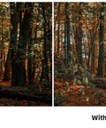Comparison of woodland scene with ND8 filter vs without, showing light and color changes.
