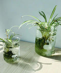 500ml Beaker Set For Lab Work, 3.3 Borosilicate Glass, Griffin Low Form With Printed Graduation, Pack Of Four, used as plant holders