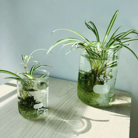 500ml Beaker Set For Lab Work, 3.3 Borosilicate Glass, Griffin Low Form With Printed Graduation, Pack Of Four, used as plant holders