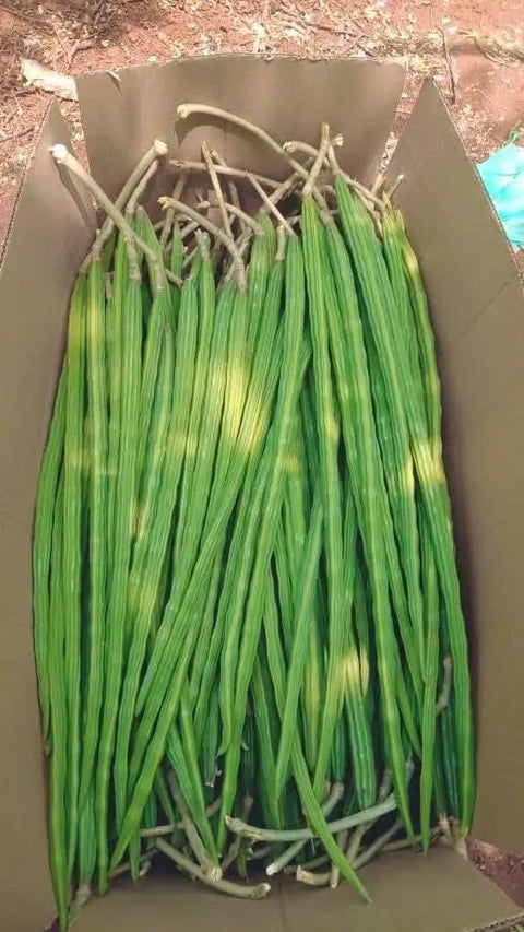 Garden Ready Moringa Seeds For Planting Edible With High Germination Premium PKM1 Grade Non GMO Fresh Batch From Small Farmers For Growing Your Own Malunggay At Home Garden