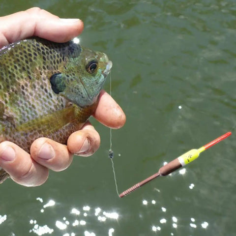Angler holding fish with High Visibility Balsa Fishing Floats Assortment Spring Bobbers One Half Inch Pencil Style Five Pack For Crappie Panfish Walleyes