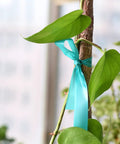 Ultra Stretch Garden Tie Tape 1 Inch Wide 200 Foot Reusable Green Plant Ties Heavy Duty No Fuss Thick Vinyl Ribbon for stems