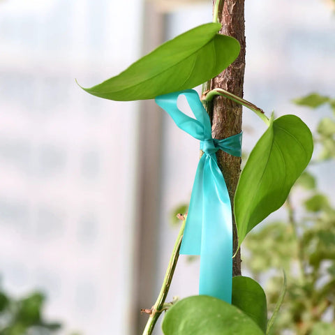 Ultra Stretch Garden Tie Tape 1 Inch Wide 200 Foot Reusable Green Plant Ties Heavy Duty No Fuss Thick Vinyl Ribbon for stems