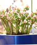 20 Pack Plant Water Level Indicator Gauges For Indoor Potted Plants Soil Moisture Meter Probes And Sensor Monitors To Help You Water Right Cut Overwatering Make Plant Care A Breeze Keep Houseplants Healthy And Thriving inserted in pot next to flowering plant